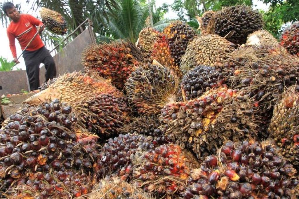 Harga TBS Kelapa Sawit Plasma di Riau 2025 Pekan ini Naik, Rinciannya