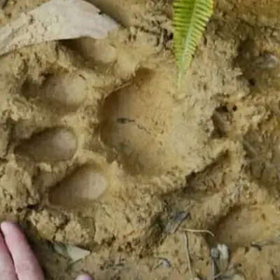 Jejak Harimau Sumatera Ditemukan di Pelangiran, Ini Langkah BBKSDA Riau