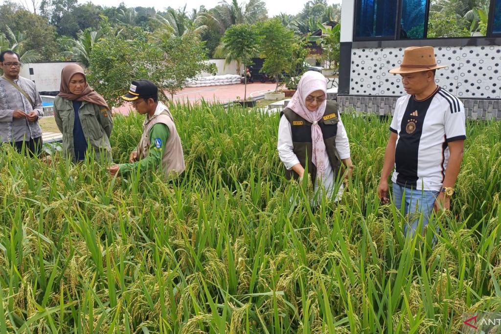 Produksi Padi Kepri Turun 5,84% di 2024, Ini Penyebab dan Proyeksi 2025