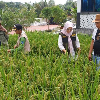 Produksi Padi Kepri Turun 5,84% di 2024, Ini Penyebab dan Proyeksi 2025