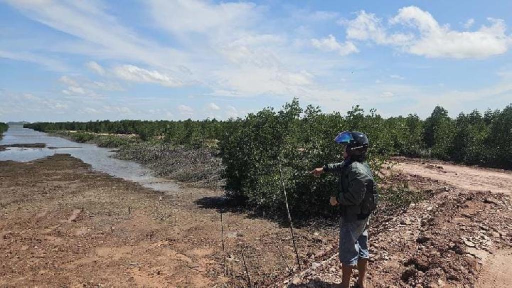 LSM Temukan Hutan Lindung Mangrove di Batam Ditimbun Secara Ilegal