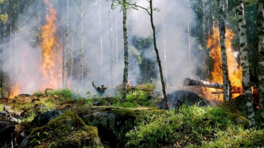 6 Hotspot Terdeteksi di Pelalawan dan Rohul Pagi ini
