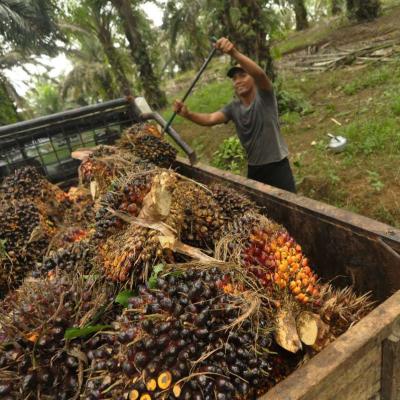 Harga TBS Sawit Swadaya Riau Periode 7–13 Mei 2025 Turun, Ini Daftar Lengkap