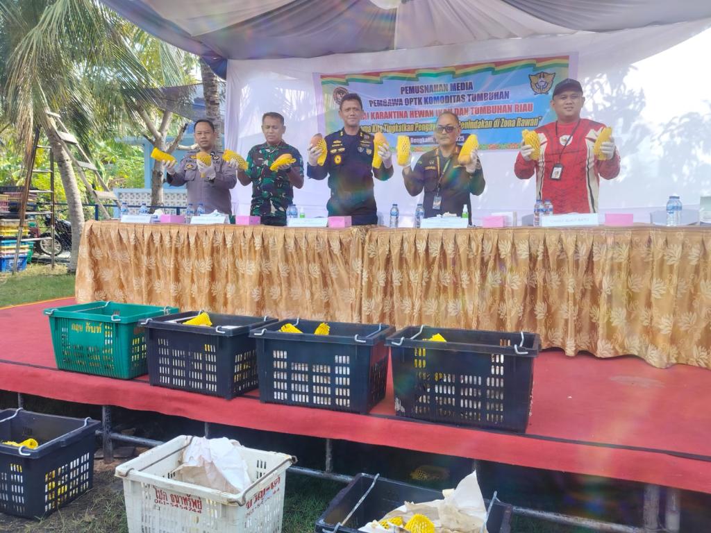 Karantina Riau Musnahkan 25,9 Ton Mangga Ilegal Asal Malaysia