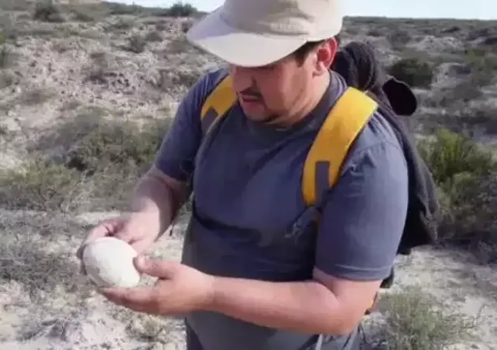 Ilmuwan Temukan Telur Dinosaurus seperti Baru Keluar dari Induk