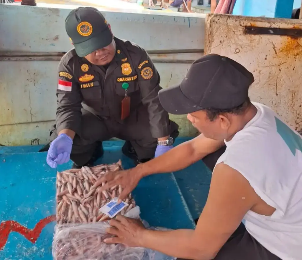 Pengiriman Cumi Natuna Tembus Rp27,5 Miliar, Jakarta dan Kalbar Tujuan Terbanyak