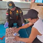Pengiriman Cumi Natuna Tembus Rp27,5 Miliar, Jakarta dan Kalbar Tujuan Terbanyak