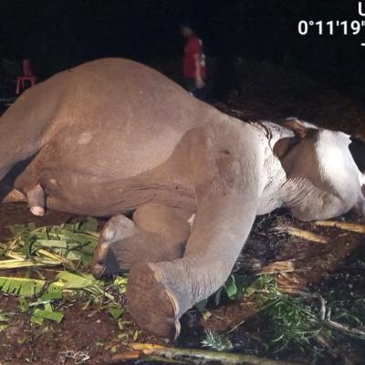 Kesehatan Memburuk Tiba-tiba, Gajah Jinak Tewas di Camp Flying Squad TNTN
