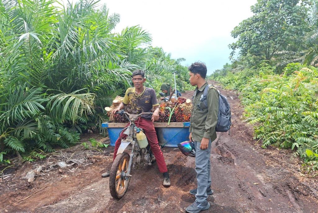 Pekerja Sawit di Siak Nyaris Diserang Harimau Sumatera, BBKSDA Riau Perketat Pemantauan