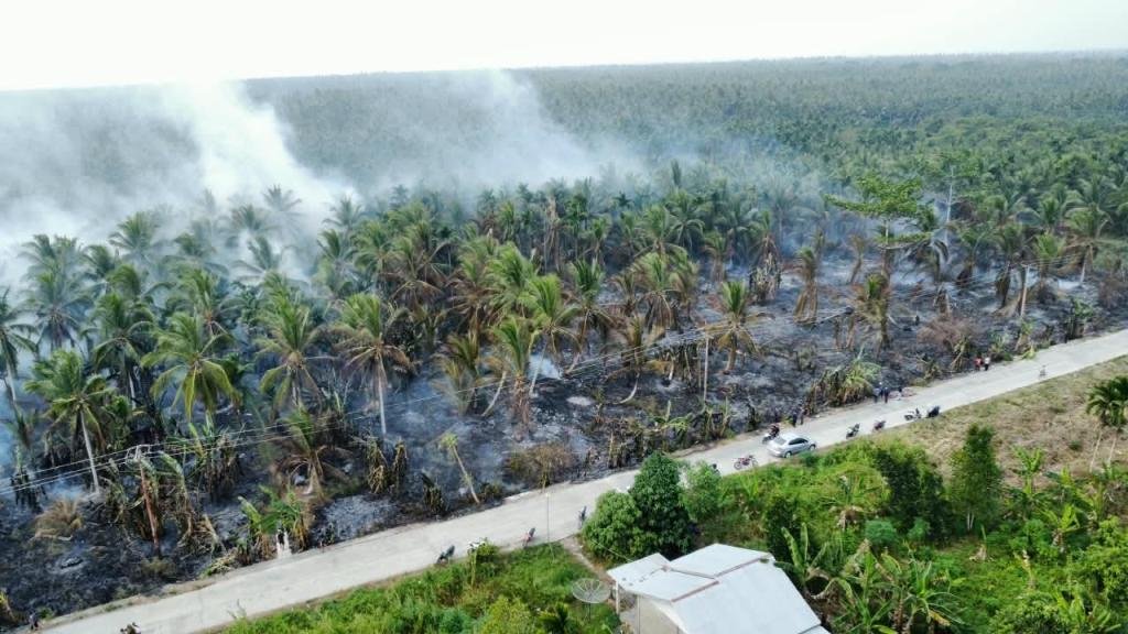 Lahan Gambut dan Perkebunan Kelapa di Inhil Terbakar, Tim Gabungan Berjibaku Padamkan Api