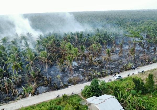 Lahan Gambut dan Perkebunan Kelapa di Inhil Terbakar, Tim Gabungan Berjibaku Padamkan Api