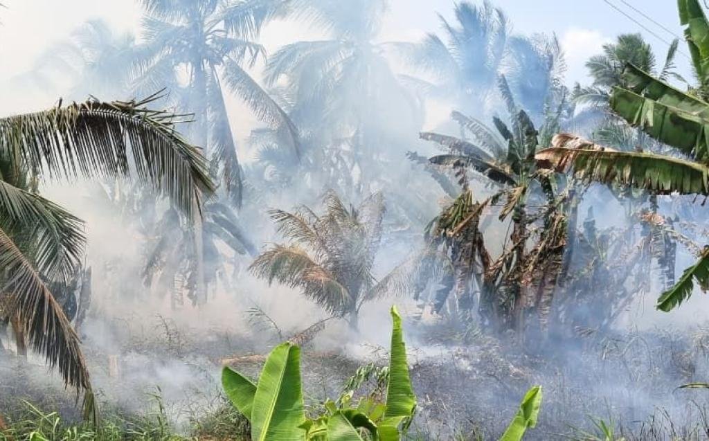 Kebakaran Perkebunan Kelapa di Inhil Hanguskan Dua Hektare Lahan Berhasil Dipadamkan