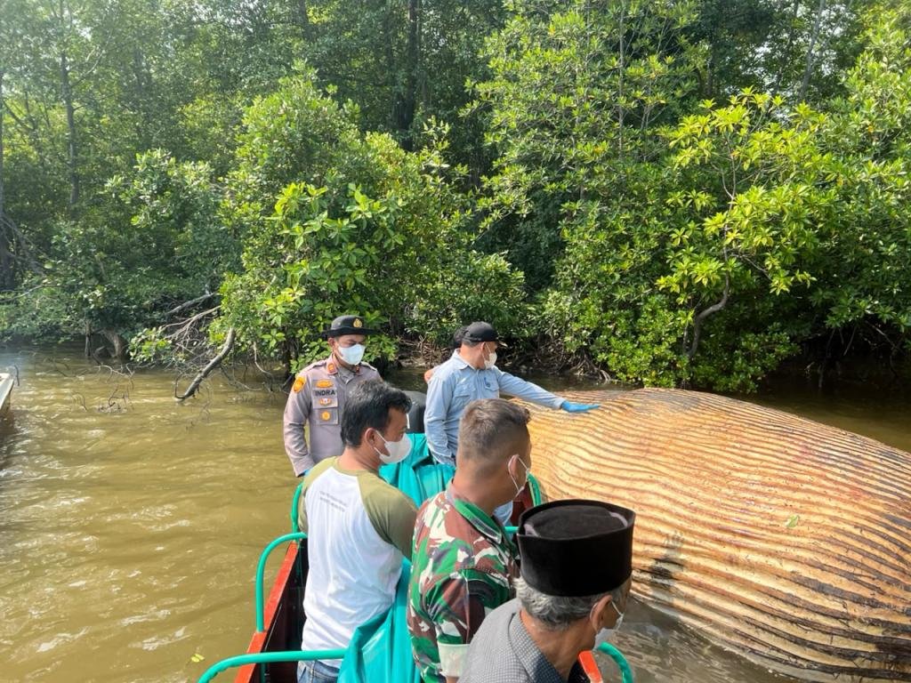 Bangkai Diduga Paus 8 Meter Dipindahkan, KKP Ambil Sampel untuk Identifikasi