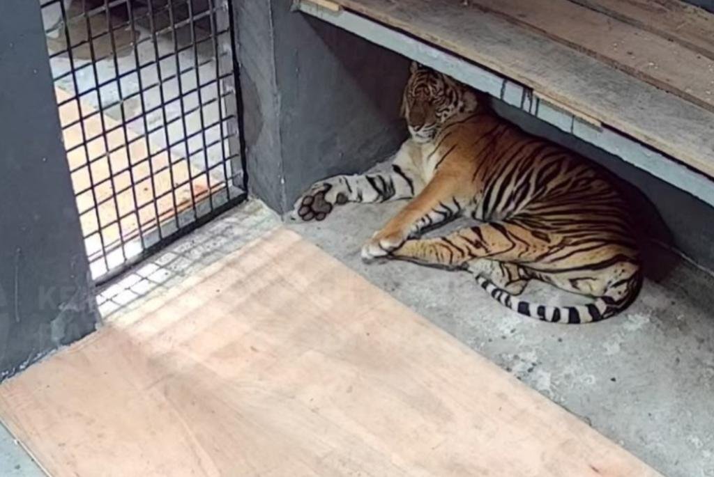 BBKSDA Riau Observasi Harimau Diduga Pemangsa Manusia di Kasang Kulim