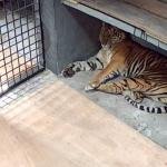 BBKSDA Riau Observasi Harimau Diduga Pemangsa Manusia di Kasang Kulim