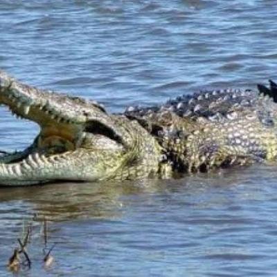 Diterkam Buaya di Sungai Rokan, Nelayan di Rohil Masih Belum Ditemukan