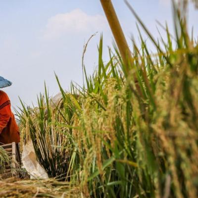 Pekanbaru Perkuat Ketahanan Pangan, DPRD Usulkan Dukungan untuk Kelompok Tani