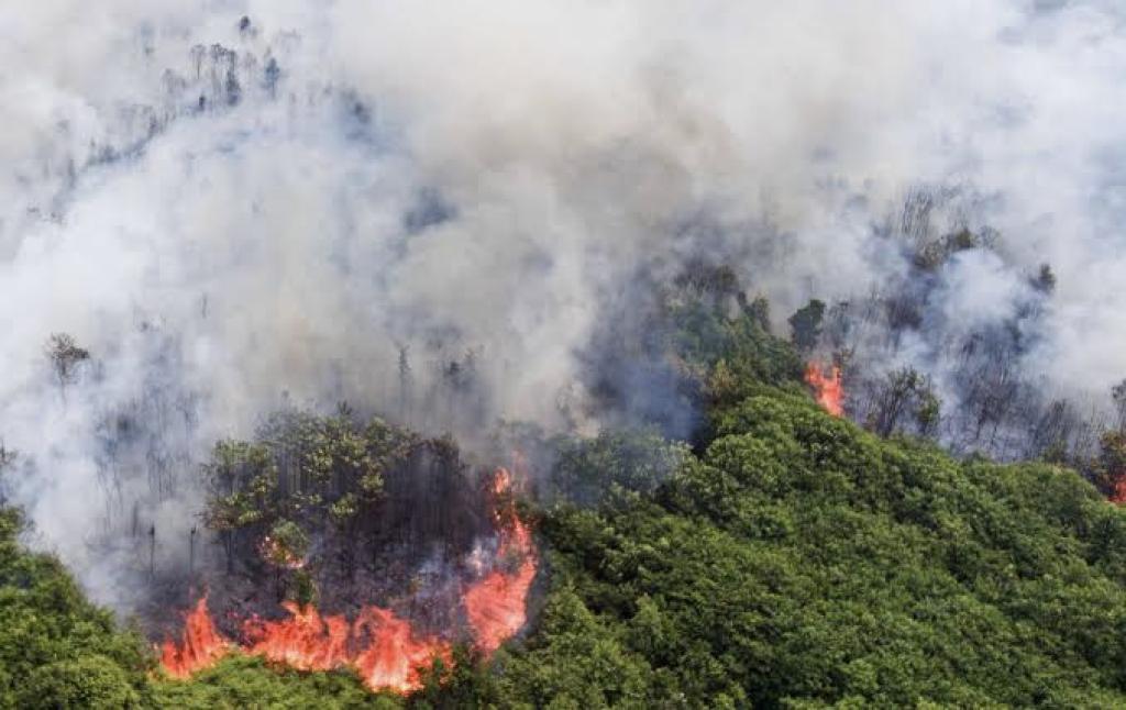 BMKG Catat 119 Titik Panas di Sumatera, Riau Terdeteksi 4 Hotspot