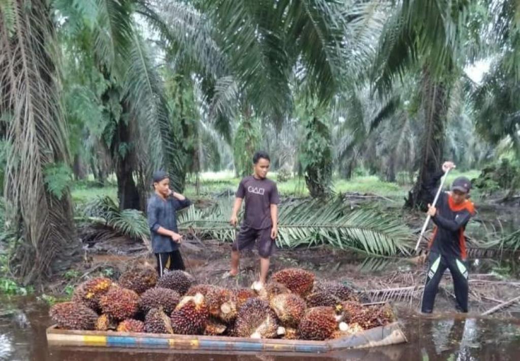 Petani Sawit Swadaya di Riau Lesu, Pekan Ini Harga TBS Jeblok Jadi Rp3.616,46 per kg