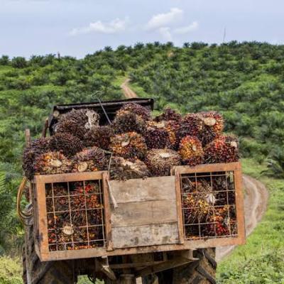 Harga TBS Kelapa Sawit Mitra Swadaya Riau Awal April 2025 Naik, Ini Daftar Lengkapnya