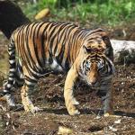 Pasca Serangan Harimau di Pelalawan, BBKSDA Riau Turunkan Tim Mitigasi ke Lokasi