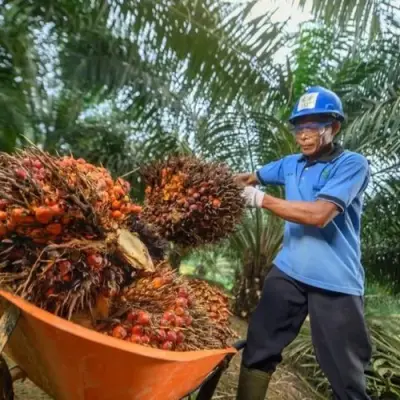 Harga TBS Sawit Plasma Riau Turun, Rp 3.616,88 per Kg untuk Umur 9 Tahun