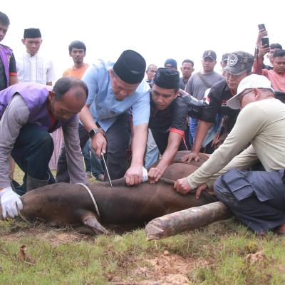 Pemko Pekanbaru Sembelih 14 Hewan Kurban, 5 Ekor Disalurkan ke Lembaga Eksternal dan Masjid