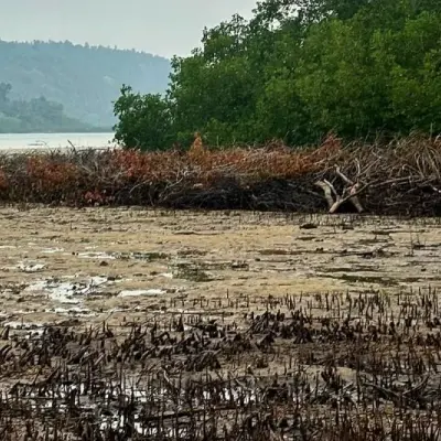 200 Mangrove Diduga Ditebang, Satreskrim Polres Anambas Gelar Penyelidikan