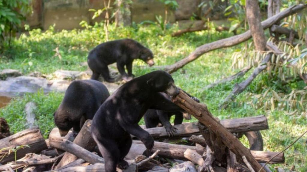 Warga Pelalawan Diserang Beruang Saat Cari Madu Liar, Luka Parah di Wajah dan Tangan