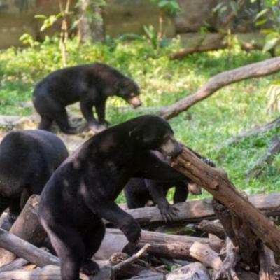 Warga Pelalawan Diserang Beruang Saat Cari Madu Liar, Luka Parah di Wajah dan Tangan