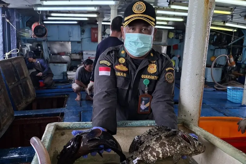 Natuna Ekspor 11.735 Ekor Ikan Hidup Senilai Rp1,2 Miliar ke Hong Kong