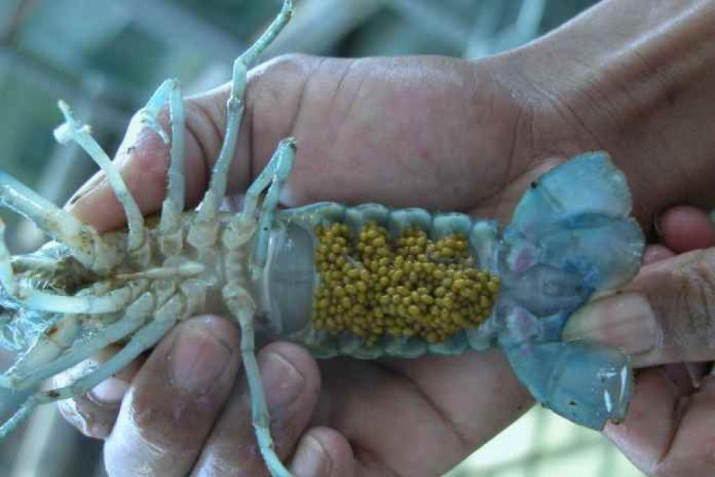 Terkendala Kondisi Lingkungan Jadi Kendala Budi Daya Lobster di Batam