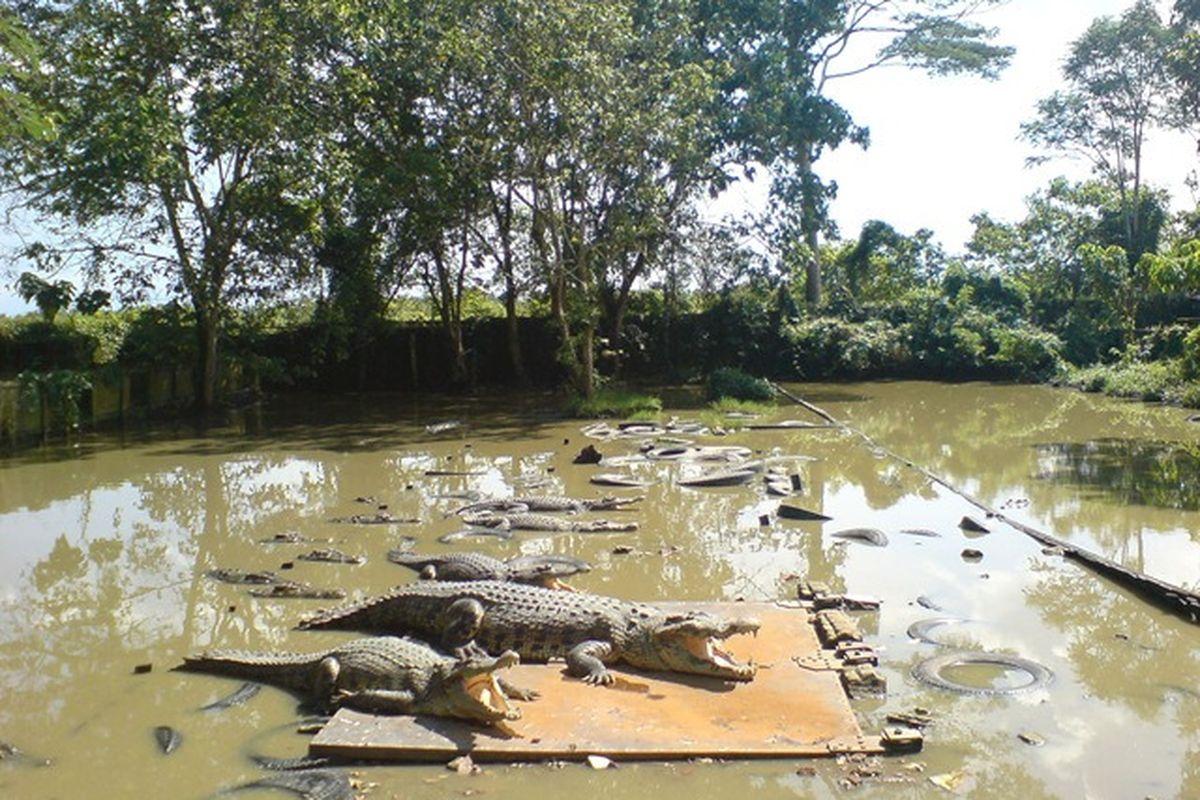 BBKSDA Riau: Jumlah Buaya Lepas di Pulau Bulan Tak Sampai Ratusan, 2 Ekor Masih Dicari