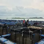 BPBL Batam Sebut Peluang Budidaya Lobster di Kepri Masih Terbuka Lebar