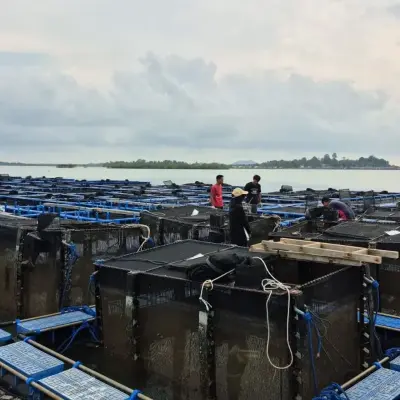 BPBL Batam Sebut Peluang Budidaya Lobster di Kepri Masih Terbuka Lebar