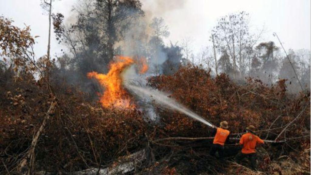 Pemkab Pelalawan Siapkan Sistem Rayonisasi untuk Lawan Karhutla