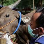 DKP2KH Kepri Pastikan Kebutuhan 7.000 Sapi Kurban Aman