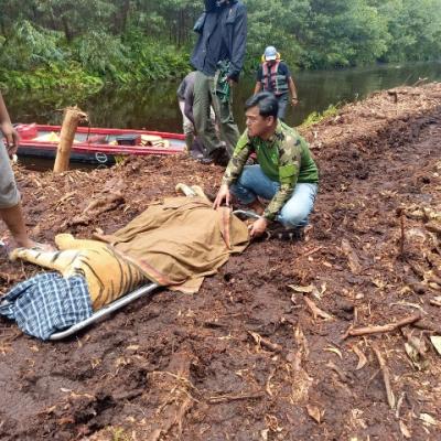 Harimau Sumatera Masuk Perangkap di Pelalawan, BBKSDA Riau Tingkatkan Upaya Pencegahan Konflik