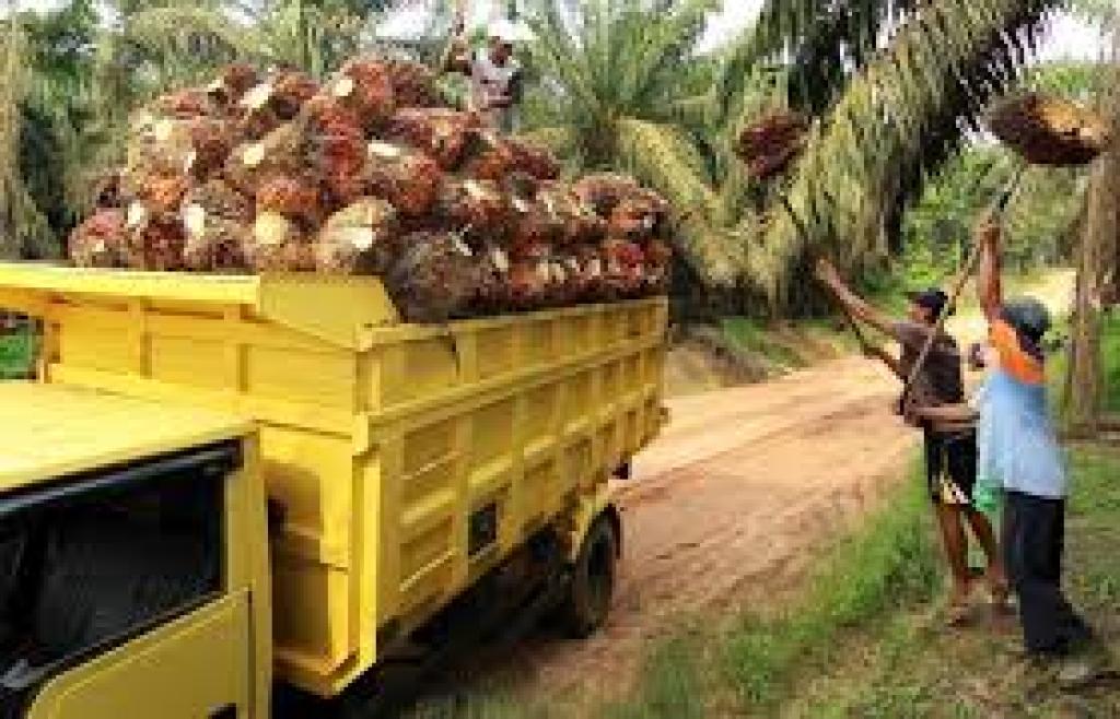 Harga TBS Kelapa Sawit Mitra Swadaya di Riau Naik, Pekebun Bersyukur