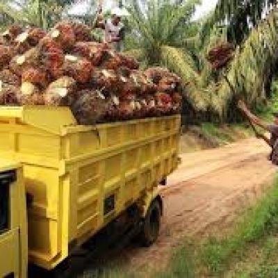 Harga TBS Kelapa Sawit Mitra Swadaya di Riau Naik, Pekebun Bersyukur