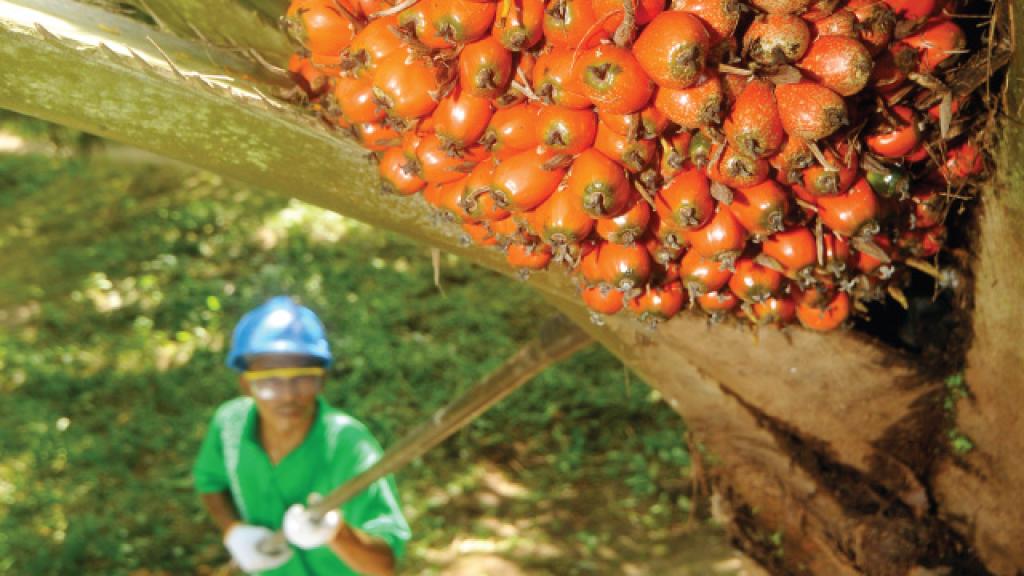 Harga TBS Sawit Mitra Swadaya di Riau Turun Lagi Pekan ini