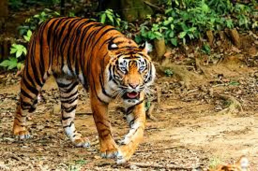 Harimau Dekati Pemukiman, Warga Tanjung Simpang Inhil Diminta Waspada