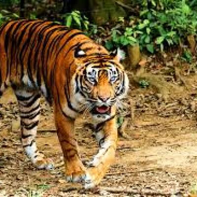 Harimau Dekati Pemukiman, Warga Tanjung Simpang Inhil Diminta Waspada