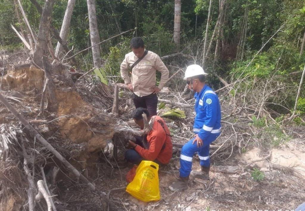 BBKSDA Telusuri Laporan Dugaan Jejak Kaki Harimau di Siak