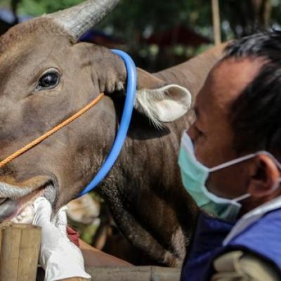 Wabah PMK Meluas di Riau: 68 Kasus Tersebar di 6 Kabupaten, Peternak Diminta Waspada