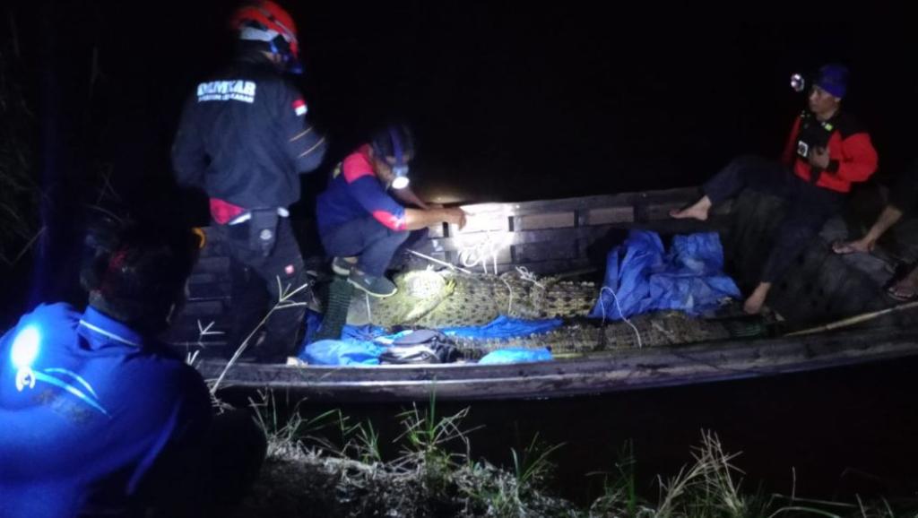 Bikin Takut Warga, Damkar Inhil Tangkap Tiga Ekor Buaya di Sungai Indragiri