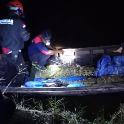 Bikin Takut Warga, Damkar Inhil Tangkap Tiga Ekor Buaya di Sungai Indragiri