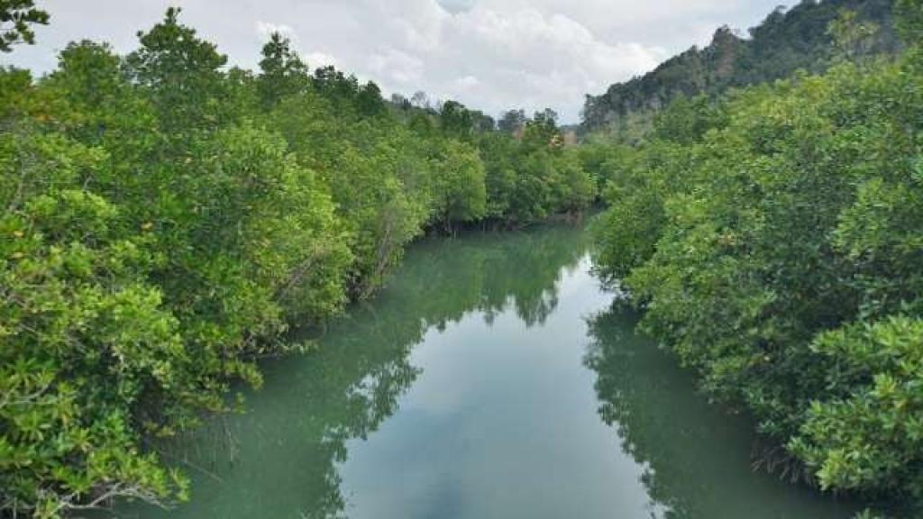 Koperasi Mangrove Lestari Kuasai Separuh Hutan Mangrove Lingga, Ini Kata Kadis LH