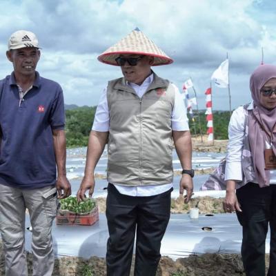 Wagub Nyanyang Hadiri Penanaman Cabai Perdana di Galang Baru