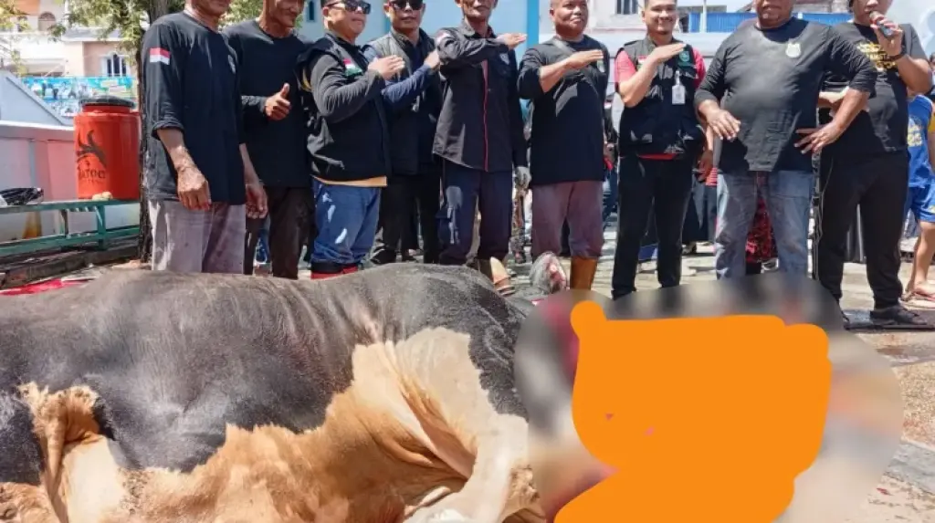 Momen Langka, Warga Bengkalis Antusias Saksikan Sapi Jumbo Bantuan Presiden